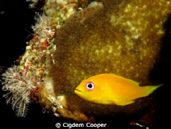 Juvenile Coral Hind Grouper. by Cigdem Cooper 